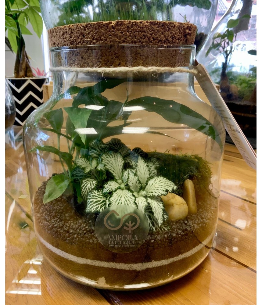 TERRARIUM SHOP ONLINE:KIT: Terrarium Green Wild