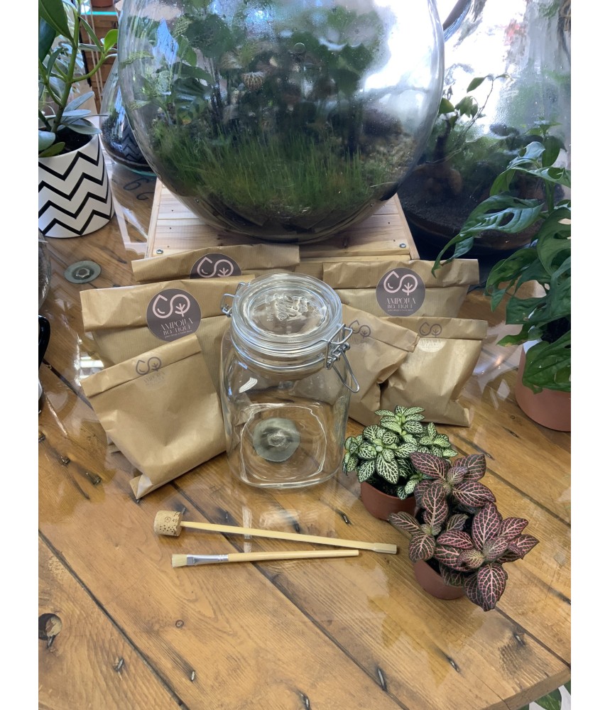 Come creare un terrarium fai da te - Fasolipiante Shop