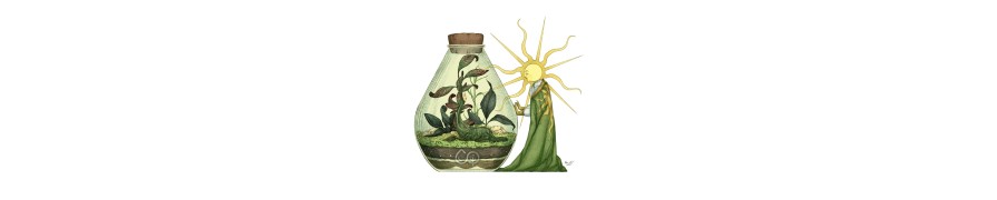 AMPOLLA BOUTIQUE - TERRARIUM E KIT FAI DA TE SHOP ONLINE